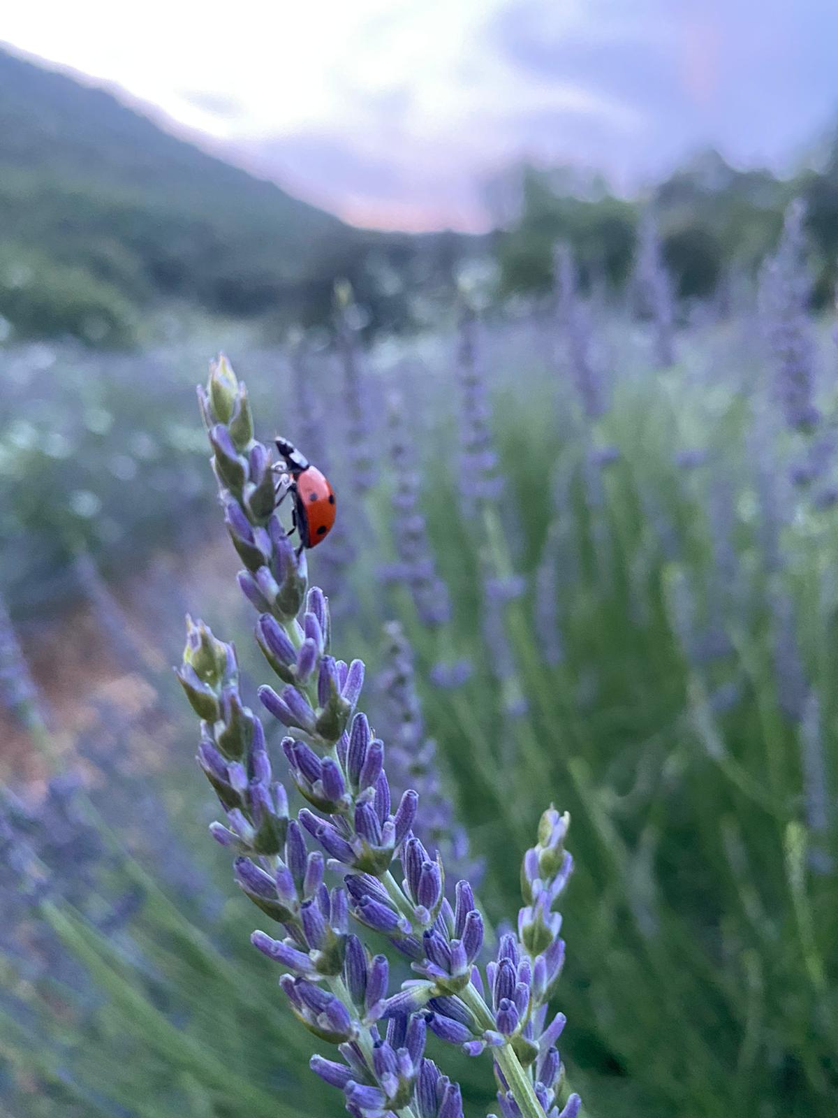 L'Art de la Méditation : explorer les profondeurs de l'esprit et de l'âme