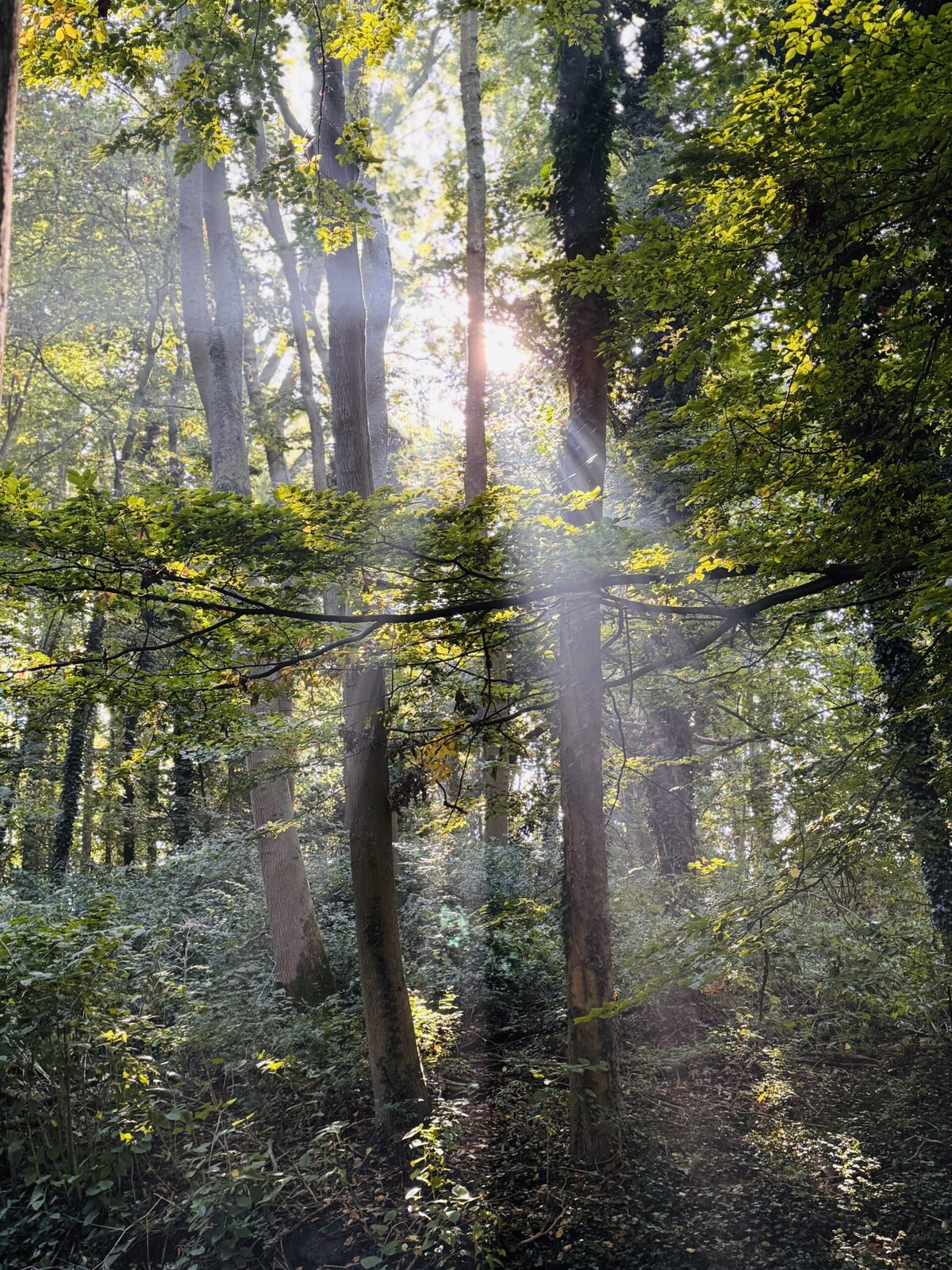 Chemin forestier baigné de lumière, symbole de la reconnexion aux racines ancestrales